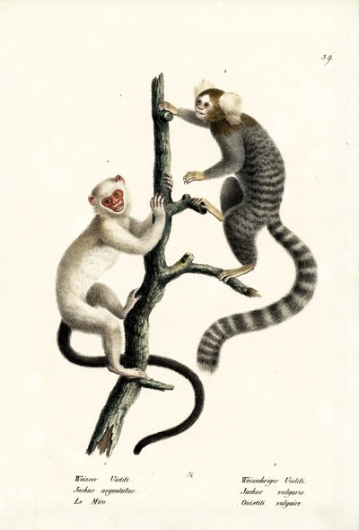 Gewone marmoset, 1824 door Karl Joseph Brodtmann